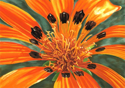 Orange Daisy