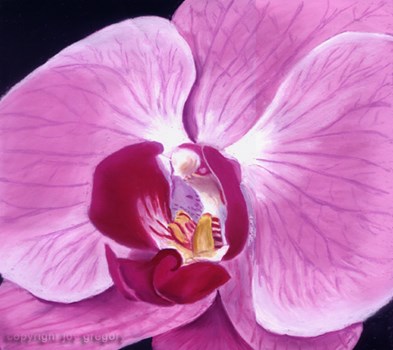 Orchid 2