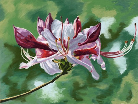 Wild Azalea