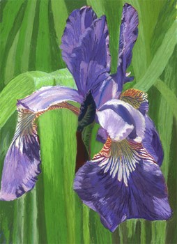 Iris