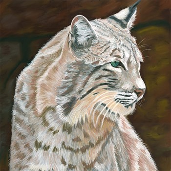 Bobcat