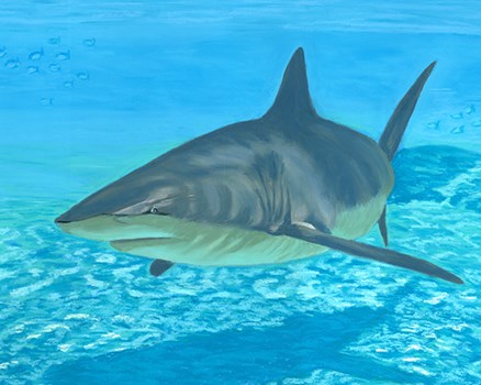 Shark