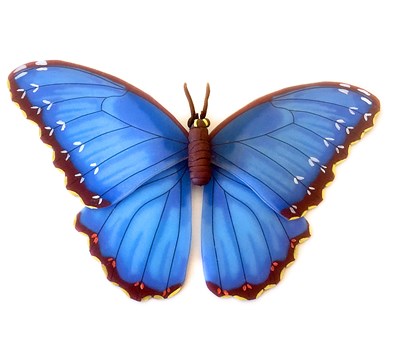 Blue Morpho Butterfly