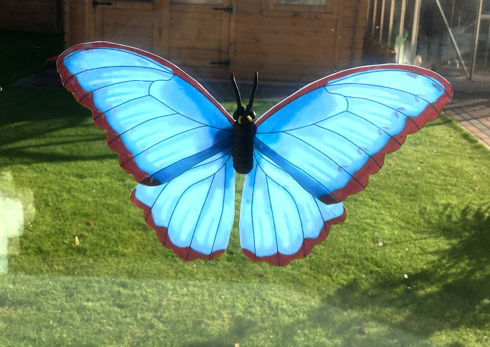 Blue Morpho Butterfly